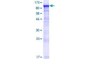 ACSBG1 Protein (AA 1-724) (GST tag)
