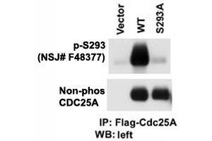 Western blot testing of phospho-CDC25A antibody and cells transfected with wild type or mutant S293A of CDC25A.