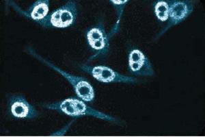 Immunofluorescent staining of HeLa cells.