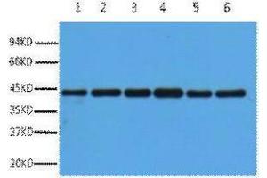 Western Blotting (WB) image for anti-Actin, beta (ACTB) antibody (ABIN3178740) (beta Actin anticorps)