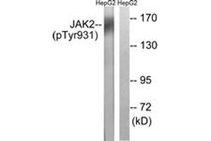 Western blot analysis of extracts from HepG2 cells treated with Na3VO4 0. (JAK2 anticorps  (pTyr931))