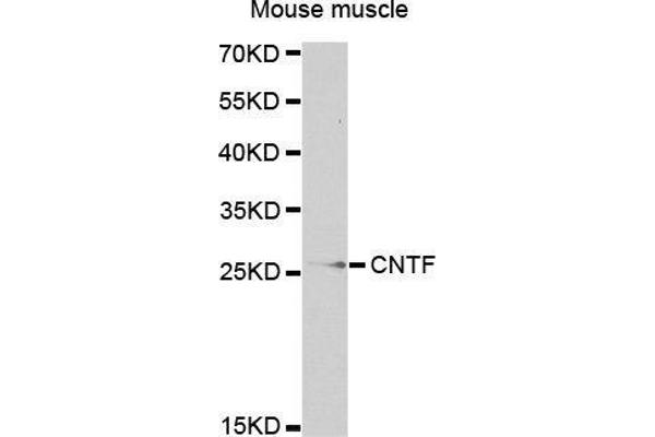 CNTF anticorps  (AA 1-200)