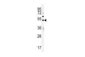 KCNJ6 Antibody (Center) (ABIN652033 and ABIN2840507) western blot analysis in K562 cell line lysates (35 μg/lane).