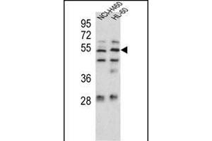 Sestrin-1 Antibody (C-term) (ABIN391992 and ABIN2841780) western blot analysis in NCI-,HL-60 cell line lysates (35 μg/lane). (SESN1 anticorps  (C-Term))
