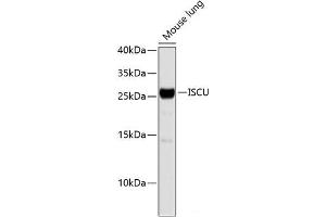 Western blot analysis of extracts of Mouse lung using ISCU Polyclonal Antibody. (ISCU anticorps)