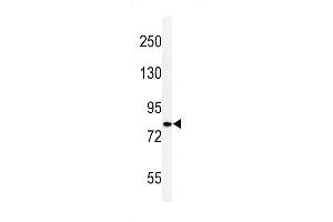 Western blot analysis of CDH20 Antibody (N-term) (ABIN653827 and ABIN2843095) in HepG2 cell line lysates (35 μg/lane).