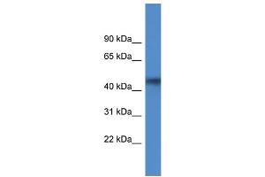 WB Suggested Anti-AGPAT4 Antibody Titration: 1. (AGPAT4 anticorps  (Middle Region))