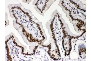 Anti- Nucleophosmin Picoband antibody,IHC(P) IHC(P): Mouse Intestine Tissue