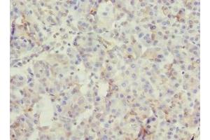 Immunohistochemistry of paraffin-embedded human pancreatic tissue using ABIN7166022 at dilution of 1:100