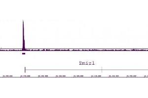 LXR-α antibody (pAb) tested by ChIP-chip.