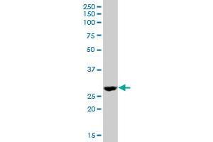 DHRS4 MaxPab polyclonal antibody. (DHRS4 anticorps  (AA 1-278))