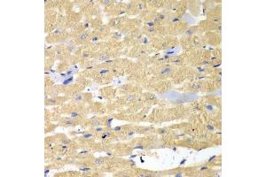 Immunohistochemistry of paraffin-embedded mouse heart using HAX1 antibody. (HAX1 anticorps  (AA 1-279))