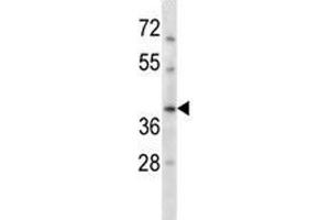 RAD51C antibody western blot analysis in HepG2 lysate.