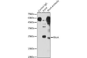 Immunoprecipitation analysis of 200 μg extracts of NIH/3T3 cells using 3 μg RhoA antibody (ABIN6134426, ABIN6146932, ABIN6146933 and ABIN6218128). (RHOA anticorps  (C-Term))