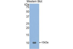Western Blotting (WB) image for anti-Fibronectin Type III Domain Containing 5 (FNDC5) (AA 74-209) antibody (ABIN1858906)