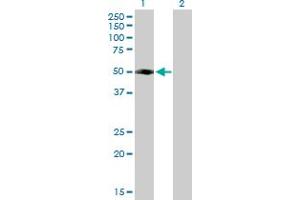 Western Blot analysis of FLJ46536 expression in transfected 293T cell line by FLJ46536 MaxPab polyclonal antibody. (RUFY4 anticorps  (AA 1-398))