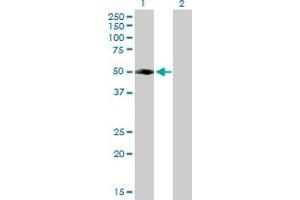 Western Blot analysis of FLJ46536 expression in transfected 293T cell line by FLJ46536 MaxPab polyclonal antibody.