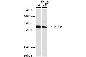 Western blot analysis of extracts of various cell lines, using CHCHD6 antibody (ABIN6133212, ABIN6138497, ABIN6138498 and ABIN6216718) at 1:3000 dilution. (CHCHD6 anticorps  (AA 1-235))