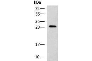 Western blot analysis of K562 cell lysate using CMTM2 Polyclonal Antibody at dilution of 1:1000 (CMTM2 anticorps)