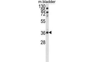 Western blot analysis of CCDC3 Antibody (C-term) in mouse bladder tissue lysates (35ug/lane).