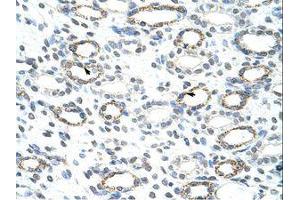 anti-Forkhead Box Q1 (FOXQ1) (AA 29-78) antibody