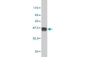 Western Blot detection against Immunogen (38.