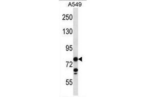CCDC13 Antibody (N-term) western blot analysis in A549 cell line lysates (35µg/lane). (CCDC13 anticorps  (N-Term))