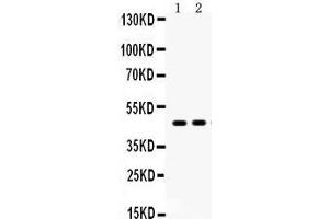 Anti- AGTR1 Picoband antibody, Western blotting All lanes: Anti AGTR1  at 0.