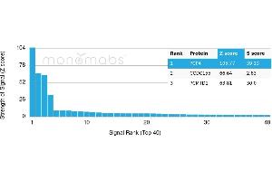 anti-Purkinje Cell Protein 4 (PCP4) antibody