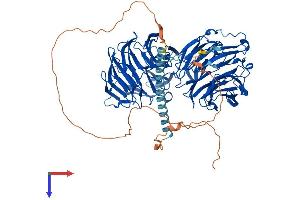 AlphaFold protein structure predicition of Human Recombinant EML1 Protein, UniprotID O00423