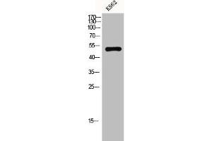 Western Blot analysis of k562 cells using GPR152 Polyclonal Antibody (GPR152 anticorps  (N-Term))
