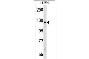 TTC13 Antibody (N-term) (ABIN657597 and ABIN2846596) western blot analysis in  cell line lysates (35 μg/lane). (TTC13 anticorps  (N-Term))