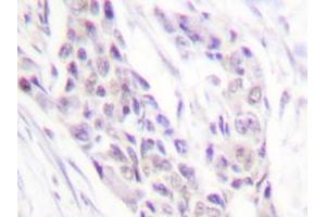 Image no. 1 for anti-Cyclin A1 (CCNA1) antibody (ABIN265378)