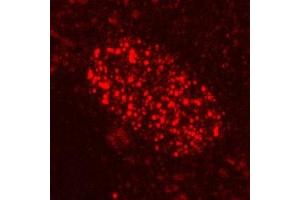 This antibody has been used for immunofluorescence. (Proteasome 19S Rpt3/S6b Subunit anticorps)