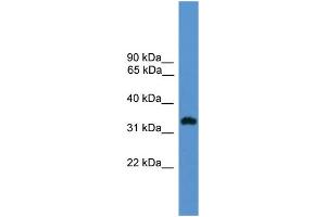 WB Suggested Anti-OR1L8 Antibody Titration: 1.