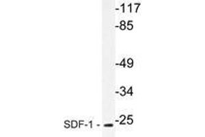 Western blot analysis of SDF-1 Antibody in extracts from HepG2 cells. (CXCL12 anticorps)