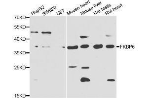 Western blot analysis of extracts of various cell lines, using FKBP6 antibody (ABIN5974220) at 1/1000 dilution. (FKBP6 anticorps)