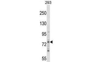 ZNF81 Antibody (N-term) western blot analysis in 293 cell line lysates (35 µg/lane). (ZNF81 anticorps  (N-Term))