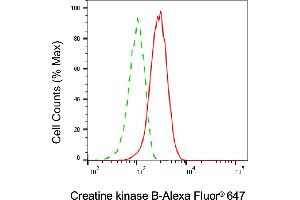 Flow cytometric analysis of Creatine kinase B expression in HAP-1 cells using Creatine kinase B antibody (ABIN7798160), 1:2,000). (CKB anticorps)