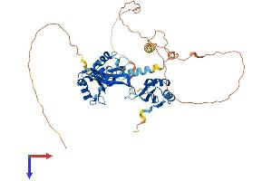 AlphaFold protein structure predicition of Human Recombinant CELF6 Protein, UniprotID Q96J87