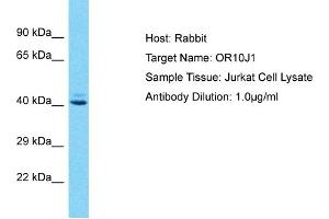 Host: Rabbit Target Name: OR10J1 Sample Type: Jurkat Whole Cell lysates Antibody Dilution: 1. (OR10J1 anticorps  (C-Term))