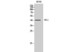 Western Blotting (WB) image for anti-RNA Terminal Phosphate Cyclase-Like 1 (RCL1) (C-Term) antibody (ABIN3186717) (RCL1 anticorps  (C-Term))