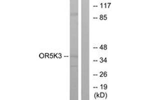 Western blot analysis of extracts from K562 cells, using OR5K3 Antibody. (OR5K3 anticorps  (AA 232-281))