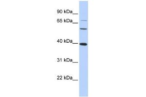 WB Suggested Anti-MAF Antibody Titration:  0. (MAF anticorps  (N-Term))