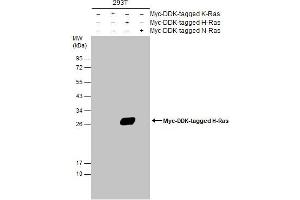 WB Image Non-transfected (–) and transfected (+) 293T whole cell extracts (30 μg) were separated by 12% SDS-PAGE, and the membrane was blotted with H-Ras antibody , diluted at 1:5000. (HRAS anticorps  (C-Term))