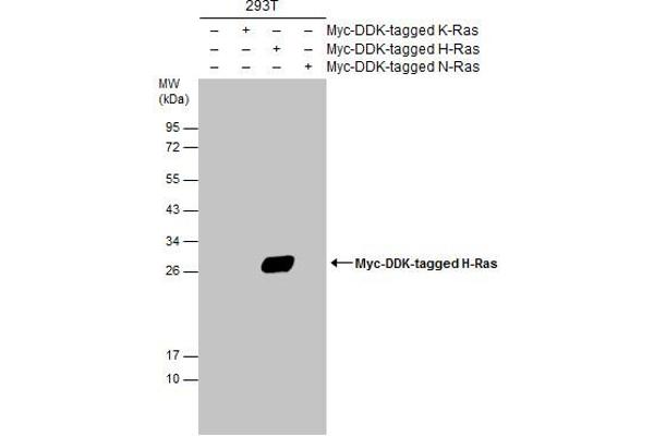 HRAS antibody  (C-Term)