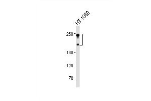 Western blot analysis of lysate from HT-1080 cell line, using NC Antibody (C-term) (ABIN6242237 and ABIN6577689).