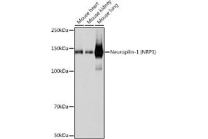 Western blot analysis of extracts of various cell lines, using Neuropilin-1 (NRP1) (NRP1) antibody (ABIN7268891) at 1:1000 dilution. (Neuropilin 1 anticorps)