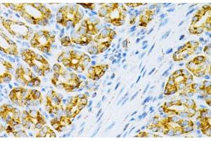 Immunohistochemistry of paraffin-embedded Mouse intestine using OLR1 Polyclonal Antibody at dilution of 1:200 (40x lens). (OLR1 anticorps)