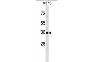 Western blot analysis in A375 cell line lysates (35ug/lane). (USP12 anticorps  (AA 222-251))
